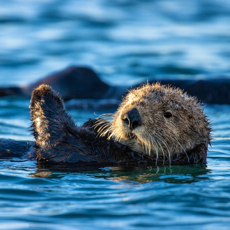 Marine Mammals Defenders Of Wildlife marine-mammals-defenders-of-wildlife